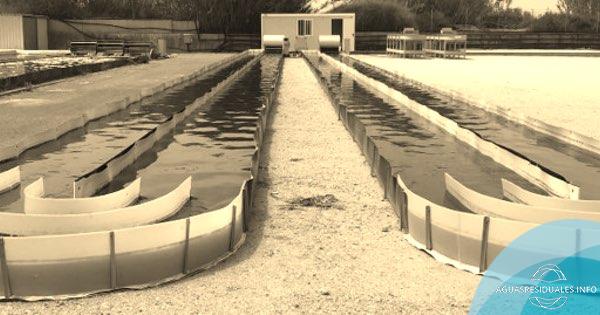 Caracterización de los consorcios microalgas-bacterias en el tratamiento de agua residual urbana